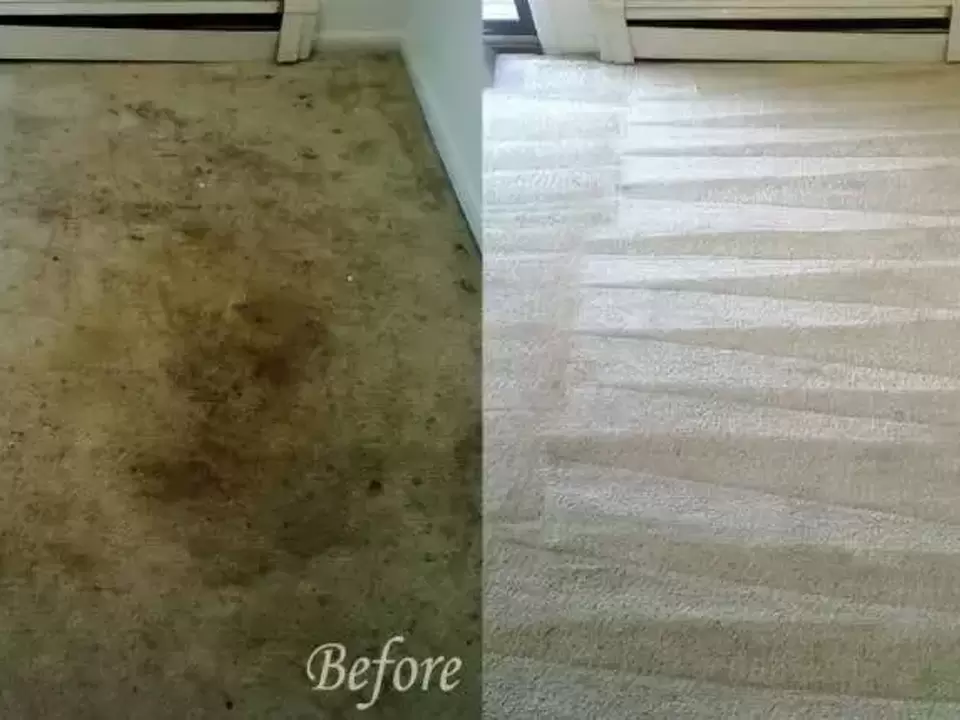 Unveiling the Stain Removal Maestros: Hallmark Services Christchurch